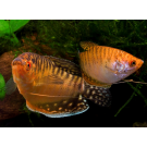 TRIHOGASTER